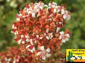 Crassula rubricaulis