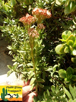 Crassula rubricaulis