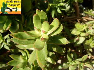 Crassula rubricaulis