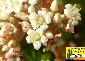 Crassula rubricaulis