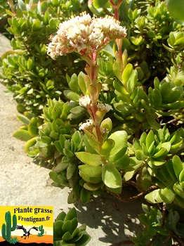 Crassula rubricaulis