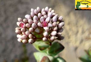 Crassula rupestris