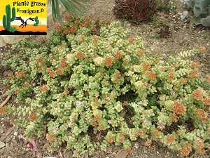Crassula rupestris ssp rupestris
