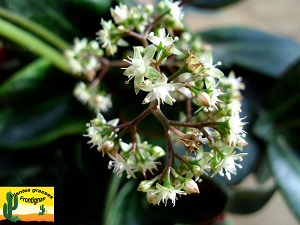 Crassula streyi