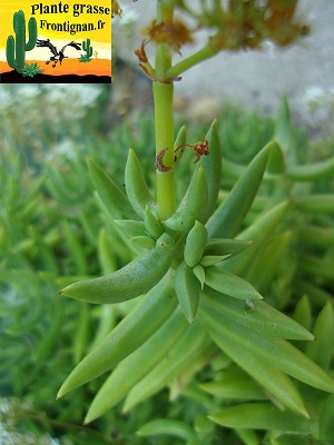 Crassula tetragona ssp robusta