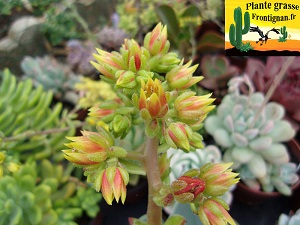Cremneria Chubbs fleur