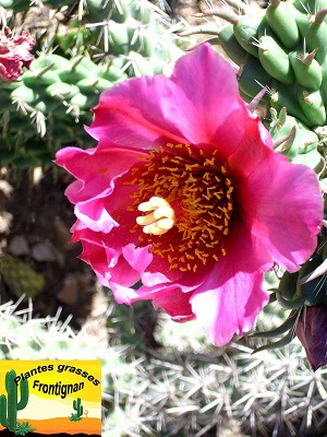 Cylindropuntia imbricata