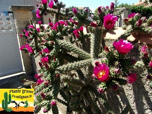 Cylindropuntia imbricata