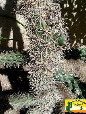 Cylindropuntia imbricata