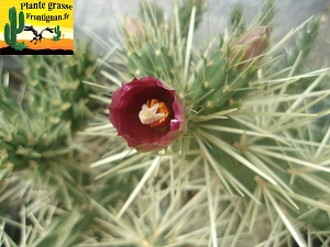 Cylindropuntia rosea