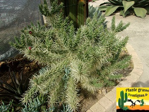 Cylindropuntia rosea