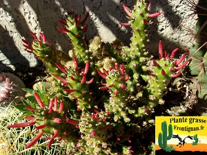 Austrocylindropuntia subulata forme monstrueuse