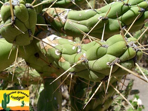 Cylindropuntia subulata