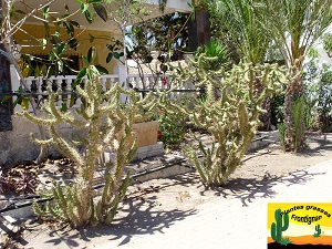 Cylindropuntia subulata