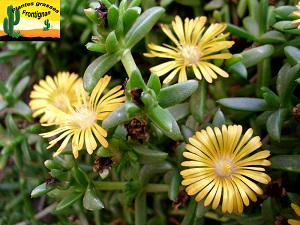 Delosperma congestum