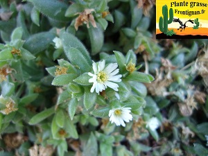 Delosperma ecklonis