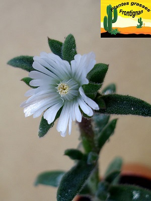 Delosperma ecklonis