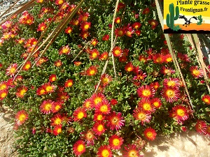 Delosperma sp
