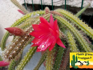 Disocactus x mallisonii