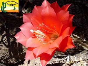 Disocactus speciosus