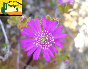 Drosanthemum hispidum