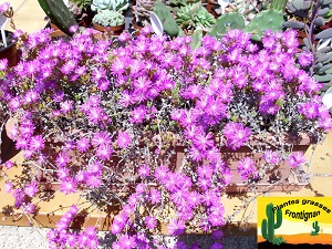 Jardiniere de Drosanthemum hispidum