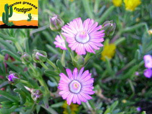 Drosanthemum striatum