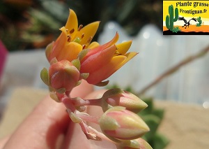 Echeveria Agata