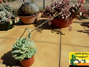 Echeveria Albina