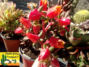 Echeveria Alektia