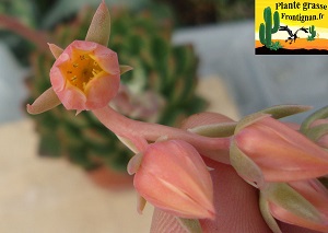 Echeveria Aline