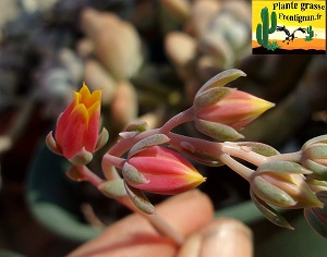 Echeveria Allumeuse