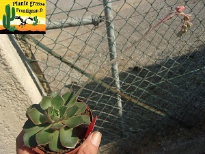 Echeveria Allumeuse