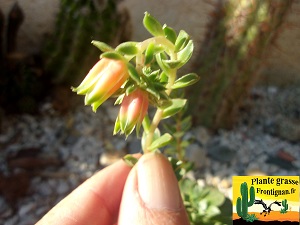 Echeveria Ambre Verte