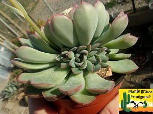 Echeveria Ame Verte