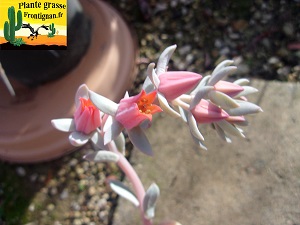 Echeveria Andromede