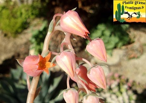 Echeveria Anouchka