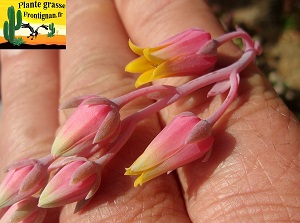 Echeveria Anthea