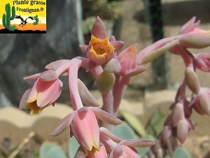 Echeveria Antilles