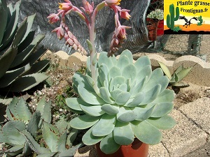 Echeveria Antilles