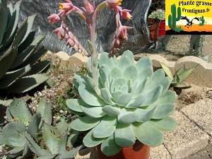 Echeveria Antilles