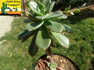 Echeveria Arion