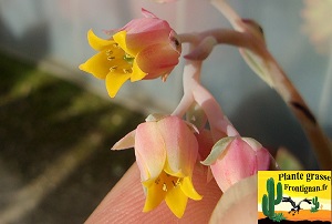 Echeveria Aura