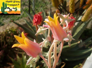 Echeveria Babel