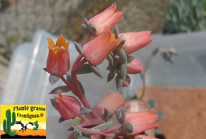 Echeveria Ballade Nocturne