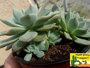 Echeveria Ballade Nocturne