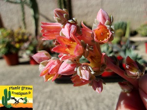 Echeveria Batucada