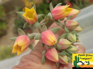 Echeveria Baume a Levres