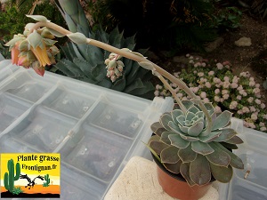 Echeveria Belle Epoque