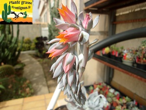 Echeveria Belles Vacances